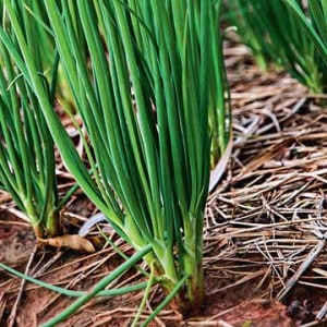 Planting patterns and rules for caring for winter onions