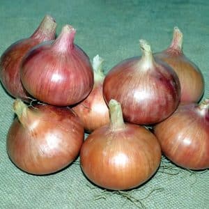 The most delicious Rossana onion variety: description and growing tips