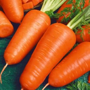 High-yielding variety of Kuroda carrots with a long shelf life