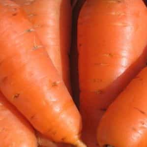 High-yielding variety of Kuroda carrots with a long shelf life