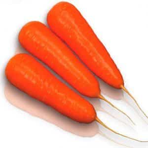 High-yielding variety of Kuroda carrots with a long shelf life