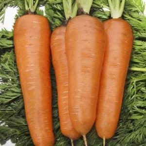 High-yielding variety of Kuroda carrots with a long shelf life