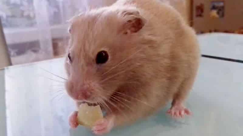 Raw and boiled potatoes as food for guinea pigs, hamsters and livestock