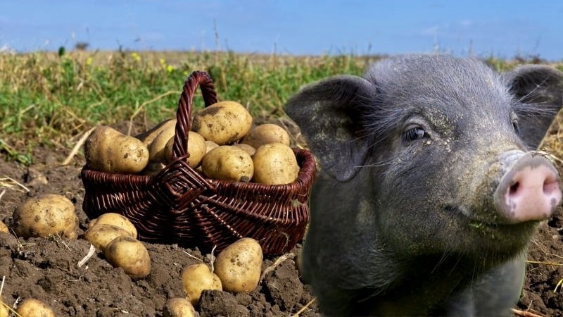 Raw and boiled potatoes as food for guinea pigs, hamsters and livestock