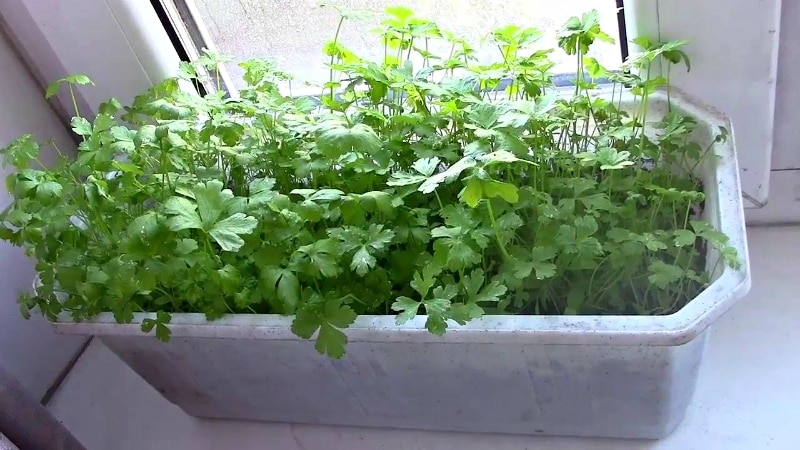 Parsley planting technology for fast germination