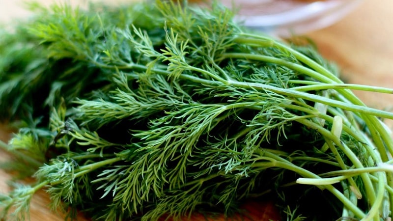 Dill for men's victories: benefits and harm to men's health