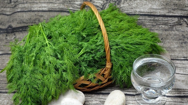 Dill for men's victories: benefits and harm to men's health