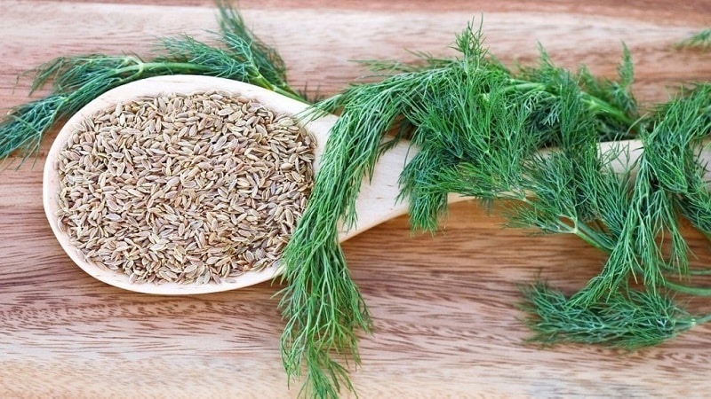 Dill for men's victories: benefits and harm to men's health