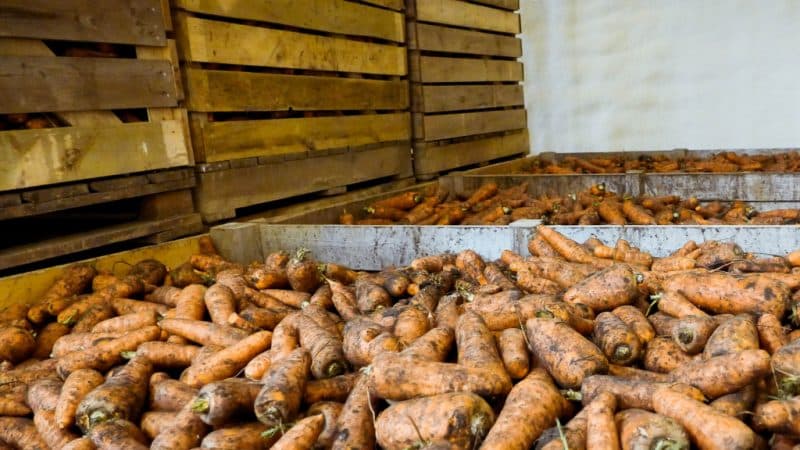 What and how to store carrots in the cellar in winter: a selection of the best ways