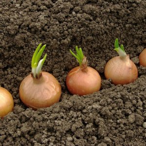 What to soak onions in before planting before winter, and is it necessary to do it?