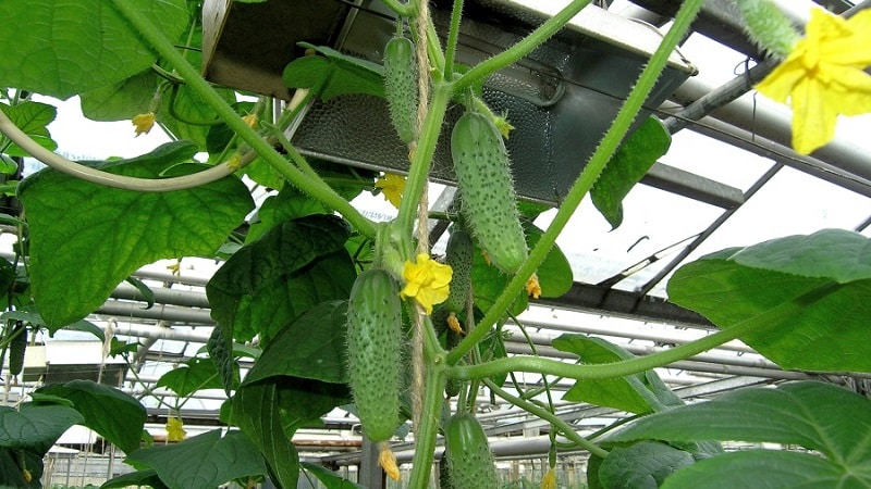 Choosing the best variety of cucumbers for a polycarbonate greenhouse