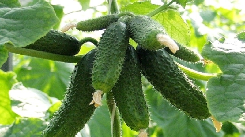Choosing the best variety of cucumbers for a polycarbonate greenhouse