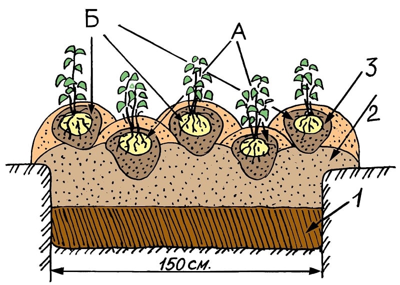 Growing potatoes using the Chinese method