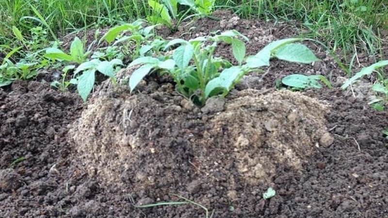 Growing potatoes using the Chinese method