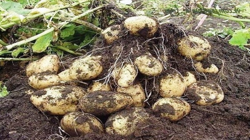 Growing potatoes using the Chinese method