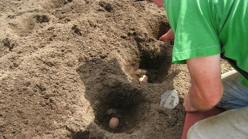 Growing potatoes using the Chinese method