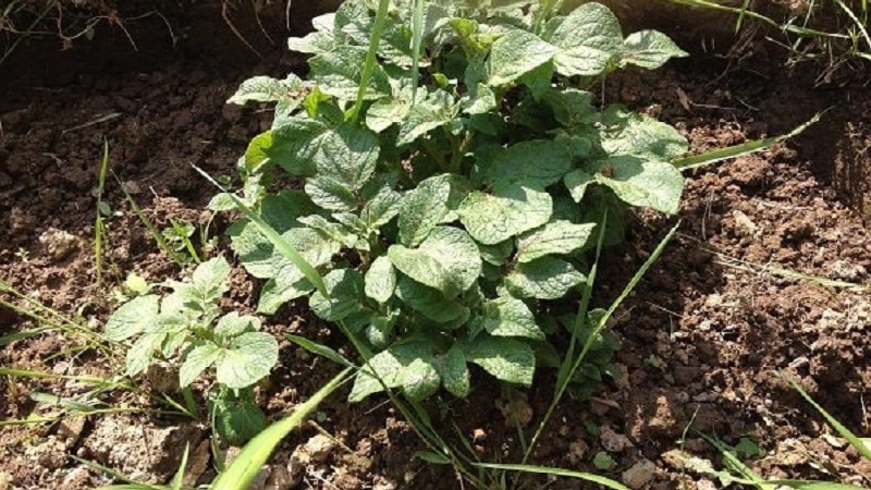 Growing potatoes using the Chinese method