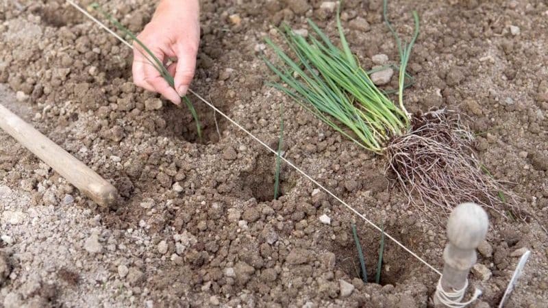Growing leeks in open ground and caring for them from planting to harvesting