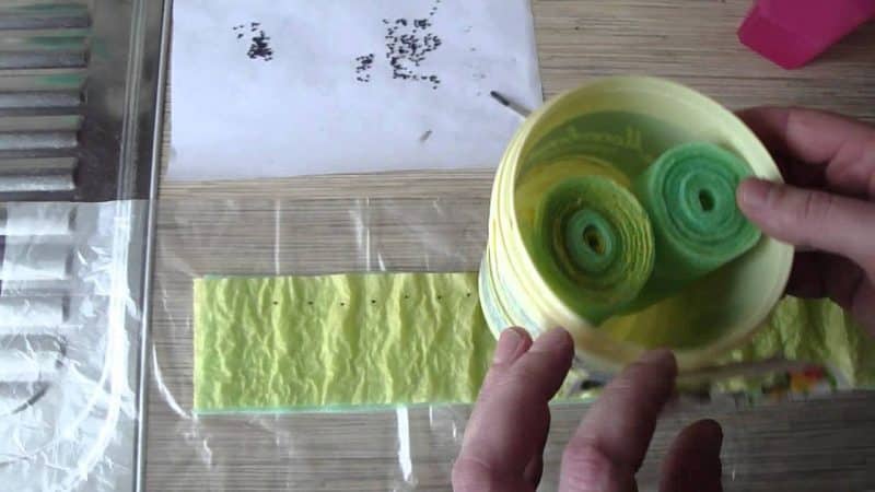 Growing leeks in open ground and caring for them from planting to harvesting