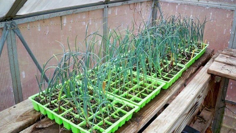 Growing leeks in open ground and caring for them from planting to harvesting