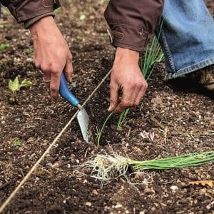 Growing leeks in open ground and caring for them from planting to harvesting