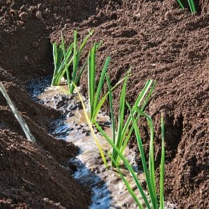Growing leeks in open ground and caring for them from planting to harvesting