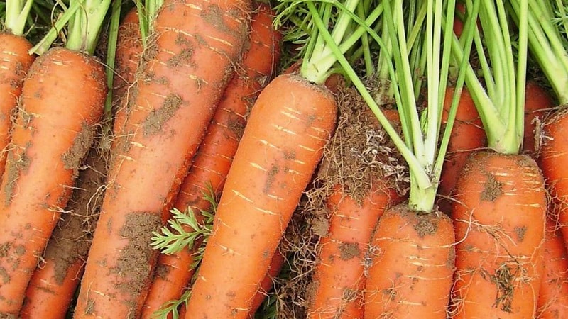 Growing carrots in the middle zone: a review of the best varieties