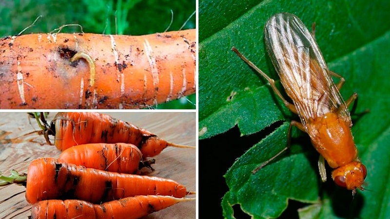 High-yielding variety of Kuroda carrots with a long shelf life