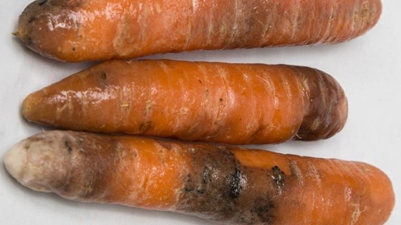 High-yielding variety of Kuroda carrots with a long shelf life