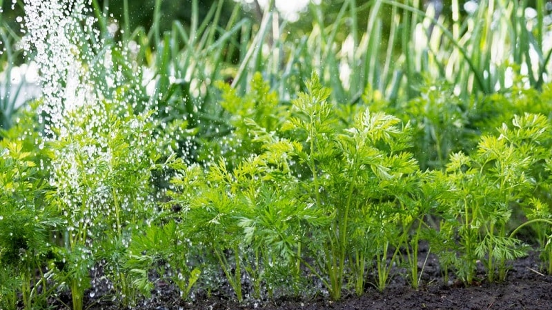 High-yielding variety of Kuroda carrots with a long shelf life