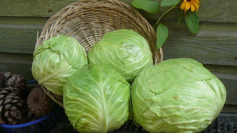 How to properly ferment cabbage with heads of cabbage: step-by-step instructions and recipe options