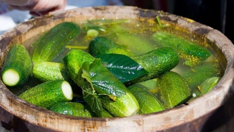 Step-by-step instructions for pickling cucumbers in a barrel with your own hands
