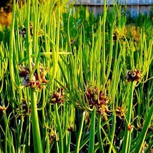 Choosing which onion to plant before winter on greens and planting it correctly