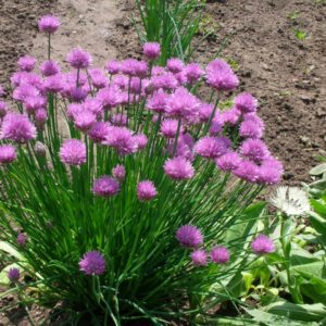 Choosing which onion to plant before winter on greens and planting it correctly
