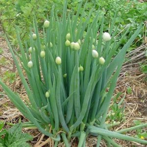 Choosing which onion to plant before winter on greens and planting it correctly