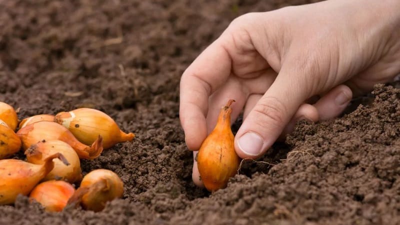 Choosing which onion to plant before winter on greens and planting it correctly