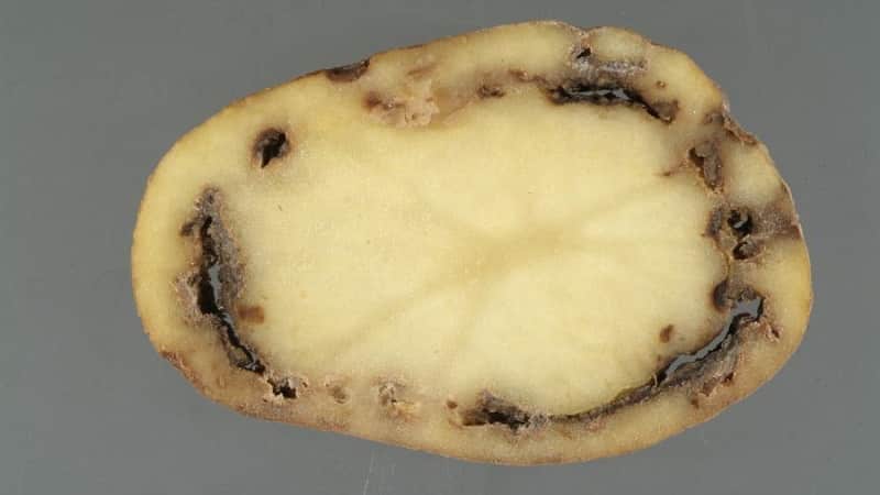 What is potato ring rot and methods of combating it