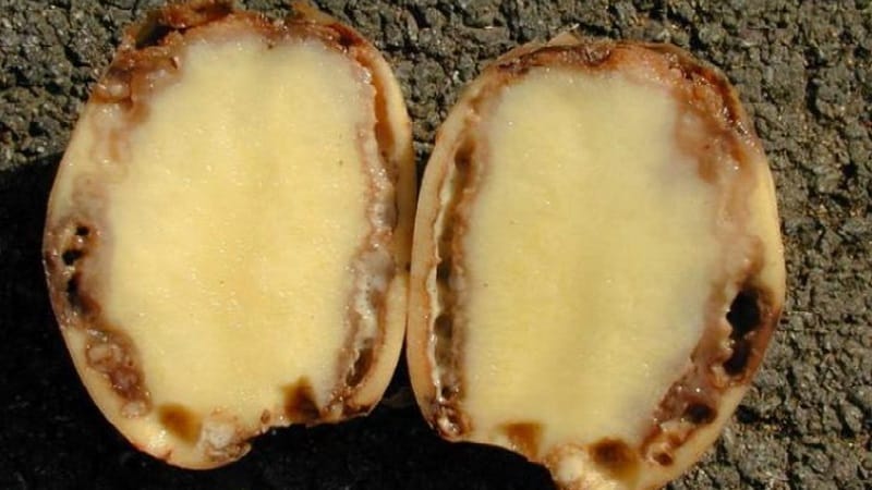 Detailed descriptions and effective methods for treating potato diseases