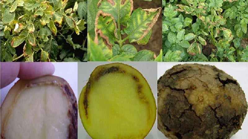 What is potato ring rot and methods of combating it