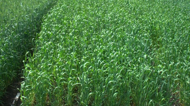Stages of sowing winter wheat and further care of plantings