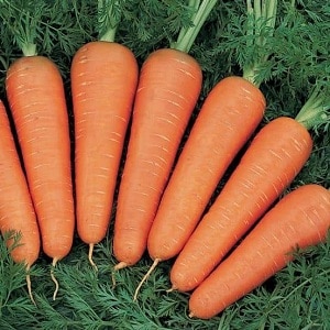 How much starch is in carrots?