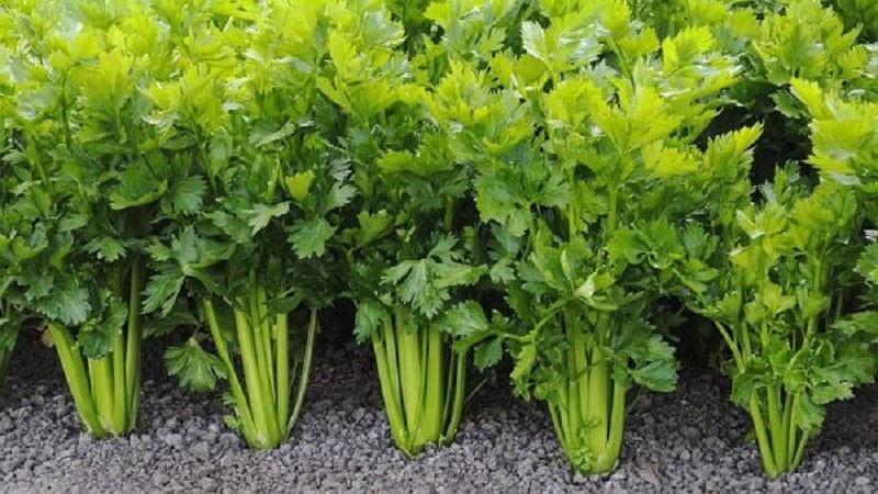 What is celery: perennial or annual plant, description, characteristics, benefits and harm