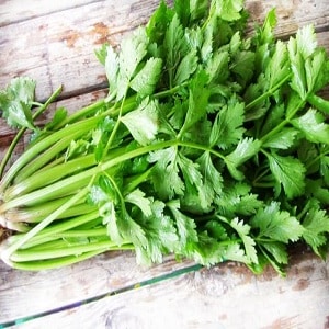 What is celery: overview, rules of use and growing technology