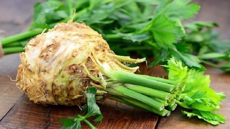 What is celery: perennial or annual plant, description, characteristics, benefits and harm