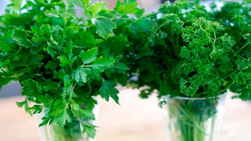 A Guide to Growing Parsley for Beginner Gardeners