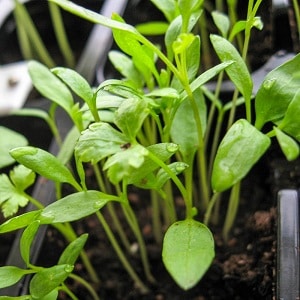 A Guide to Growing Parsley for Beginner Gardeners