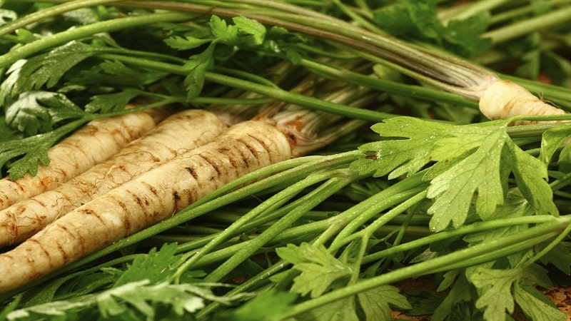 A Guide to Growing Parsley for Beginner Gardeners