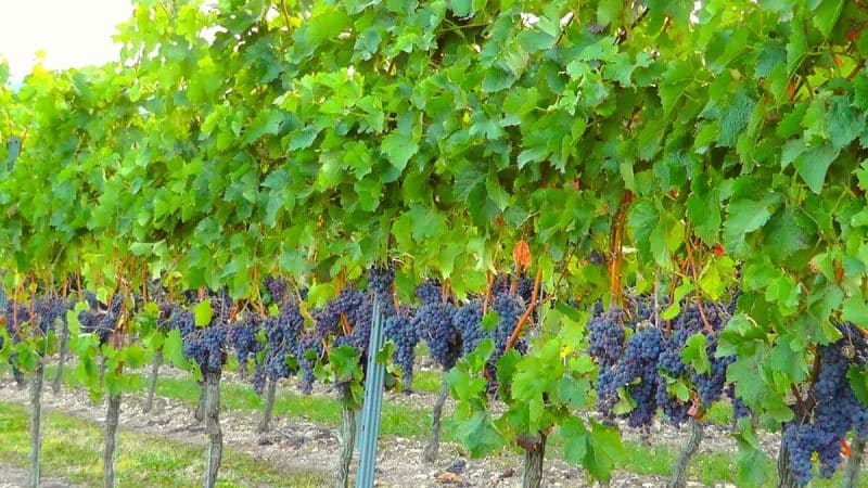 A step-by-step guide to properly preparing grapes for winter