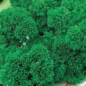 What is the name of curly parsley?