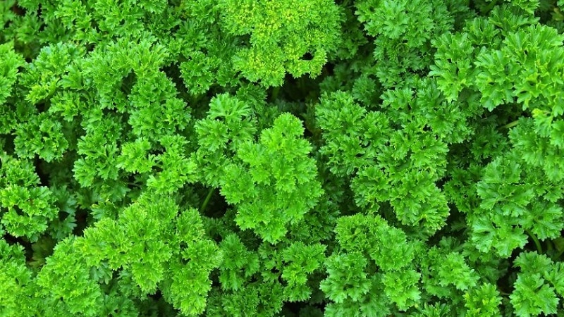What is the name of curly parsley?